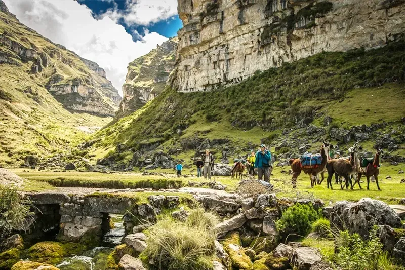 Group of hikers walking alongside llamas carrying gear through a lush green valley in the Peruvian Andes.