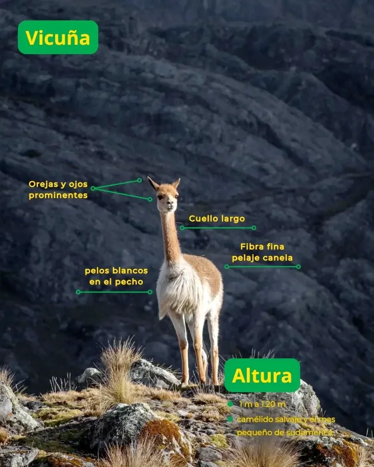 Infographic showing a wild Vicuña in the Andean mountains with labels pointing to its large ears, long neck, and cinnamon-colored fur.