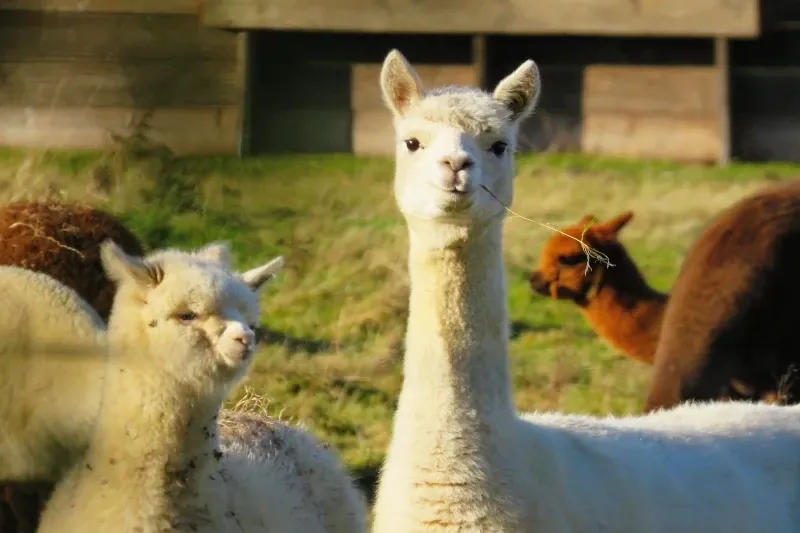 A portrait of a white alpaca looking directly at the camera while chewing on a piece of grass.