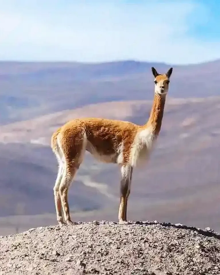 A slender wild Vicuña standing on a rocky mountain peak against a blurred landscape background.