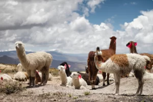 Alpaca en Arequipa