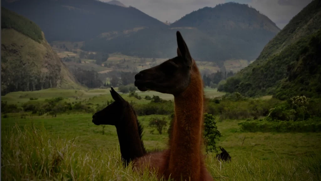 Llamas Peruanas
