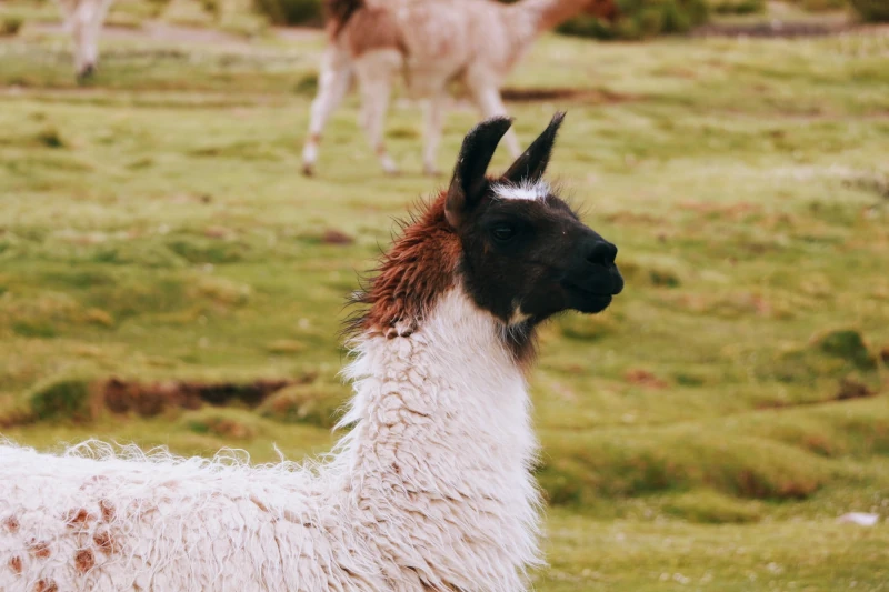 The Role of Peruvian Llamas in Culture and Tradition 