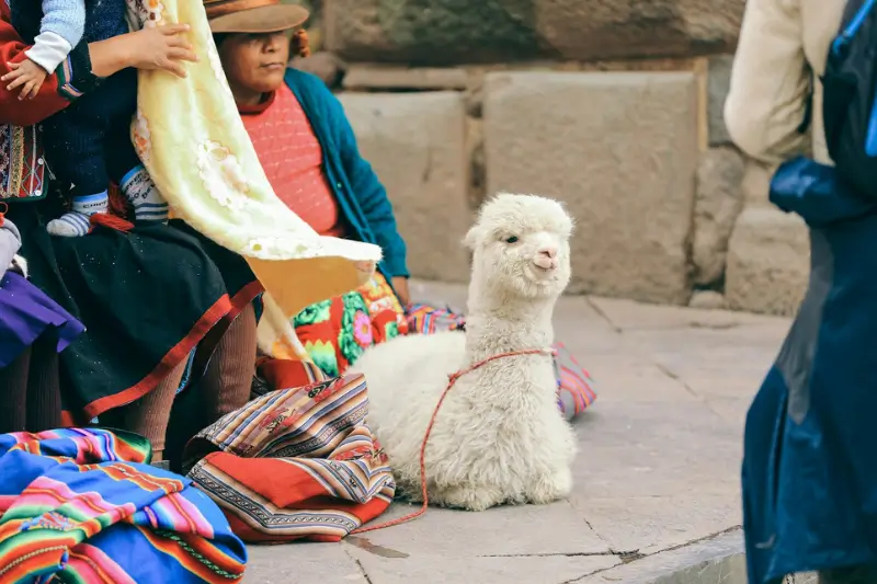 alpaca in the main square
