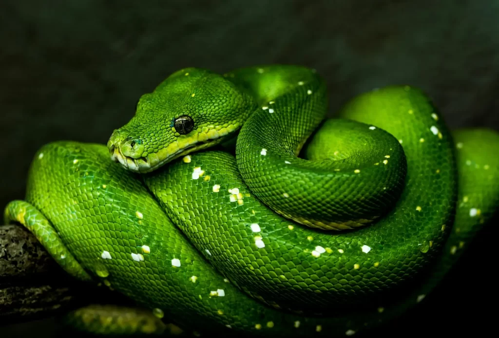 Anaconda verde