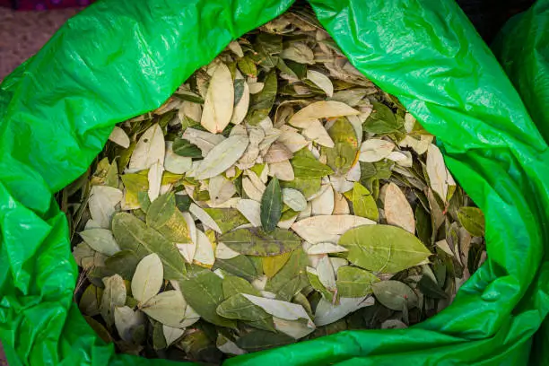 hojas de coca secas