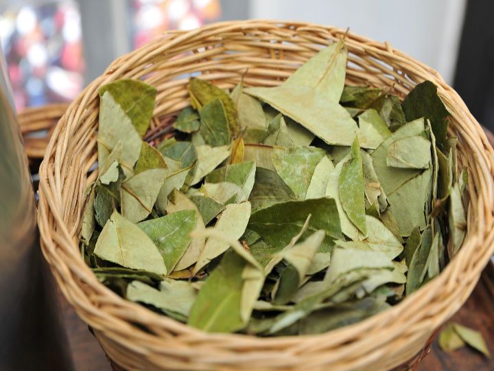 Coca leaves