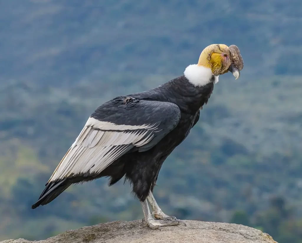 Condor Andino