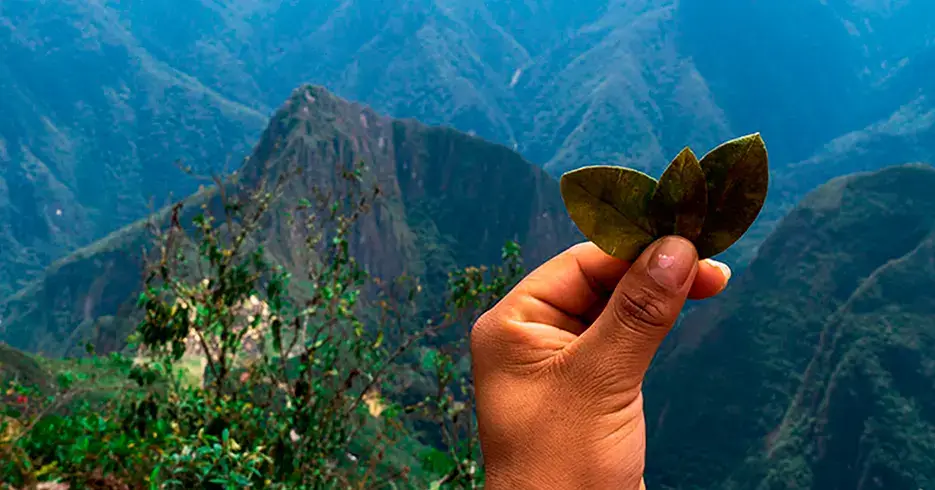 Hoja de coca en tus viajes